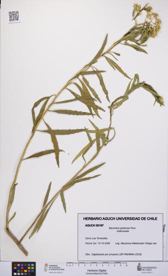 Baccharis glutinosa [Espécimen: UCH:AGUCH:0050167]
