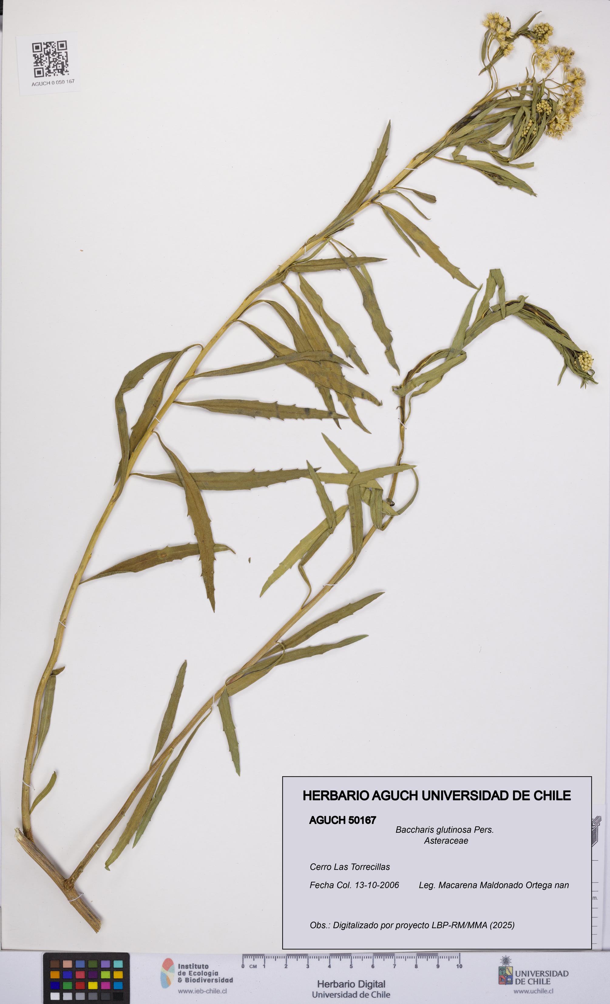 Baccharis glutinosa [Espécimen: UCH:AGUCH:0050167]