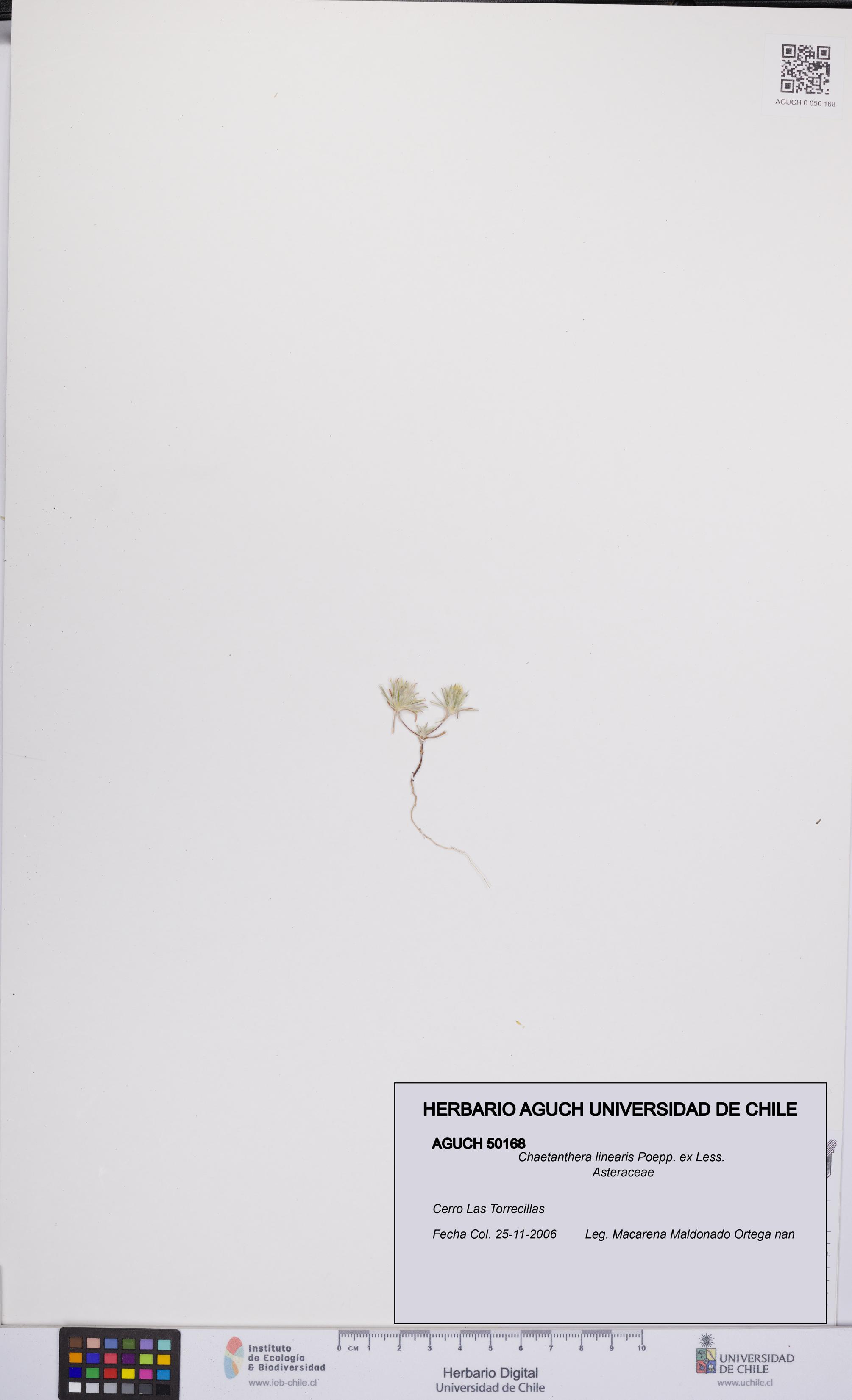 Chaetanthera linearis [Espécimen: UCH:AGUCH:0050168]
