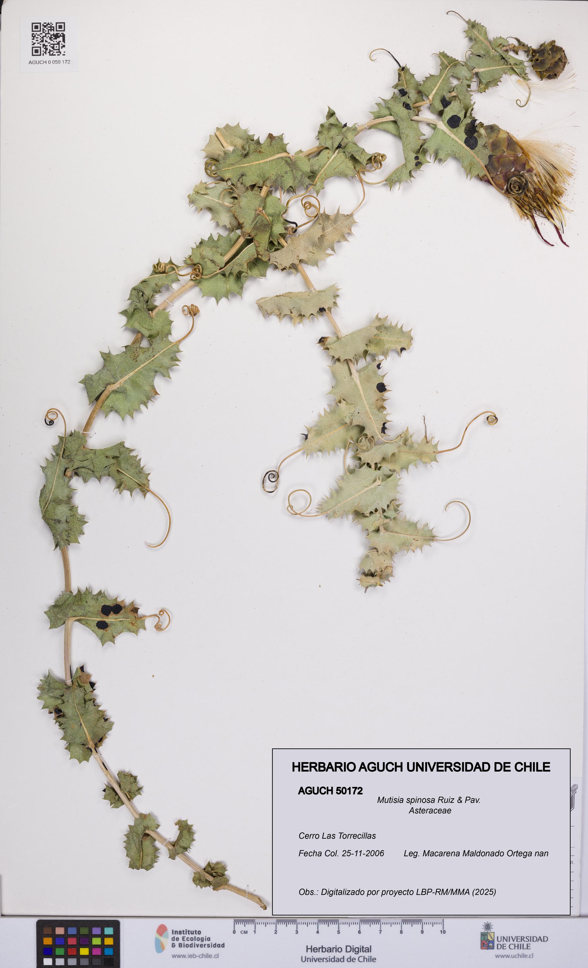 Mutisia spinosa [Espécimen: UCH:AGUCH:0050172]