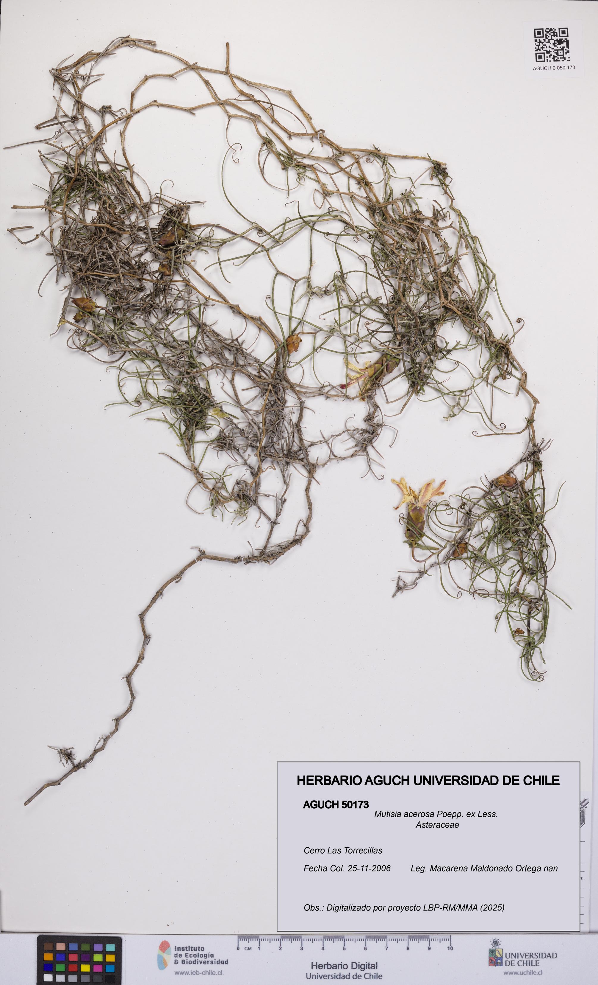 Mutisia acerosa [Espécimen: UCH:AGUCH:0050173]