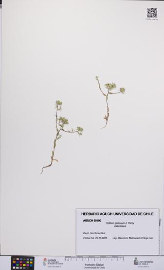 Triptilion gibbosum [Espécimen: UCH:AGUCH:0050180]