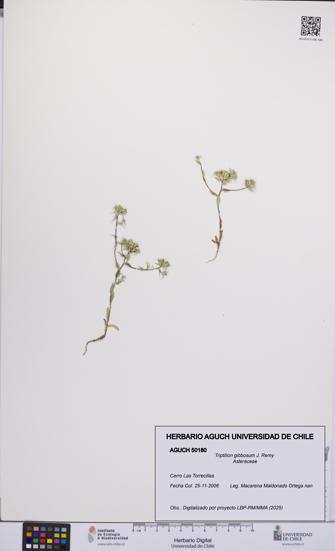Triptilion gibbosum [Espécimen: UCH:AGUCH:0050180]