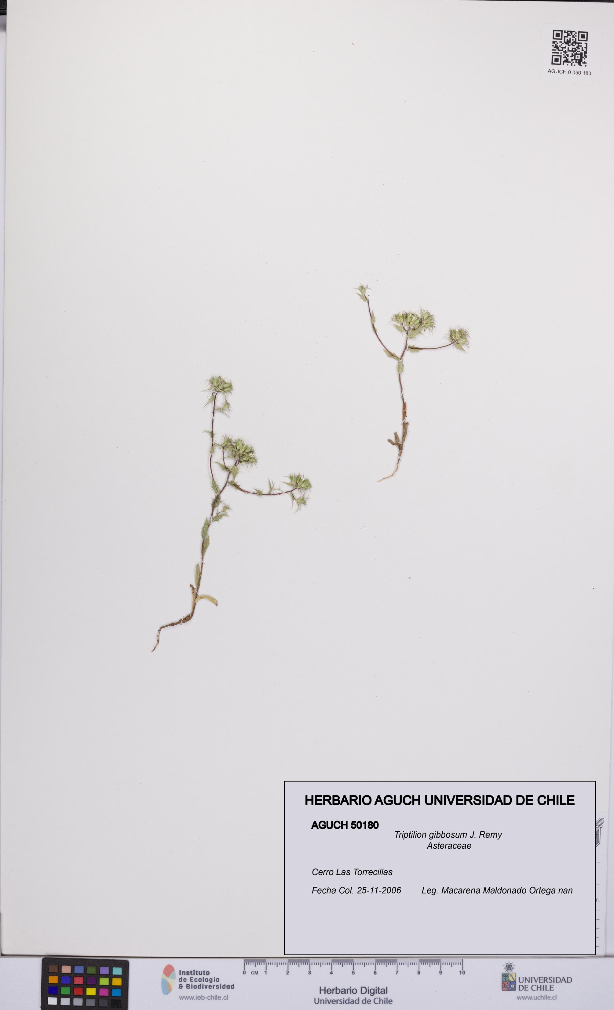 Triptilion gibbosum [Espécimen: UCH:AGUCH:0050180]