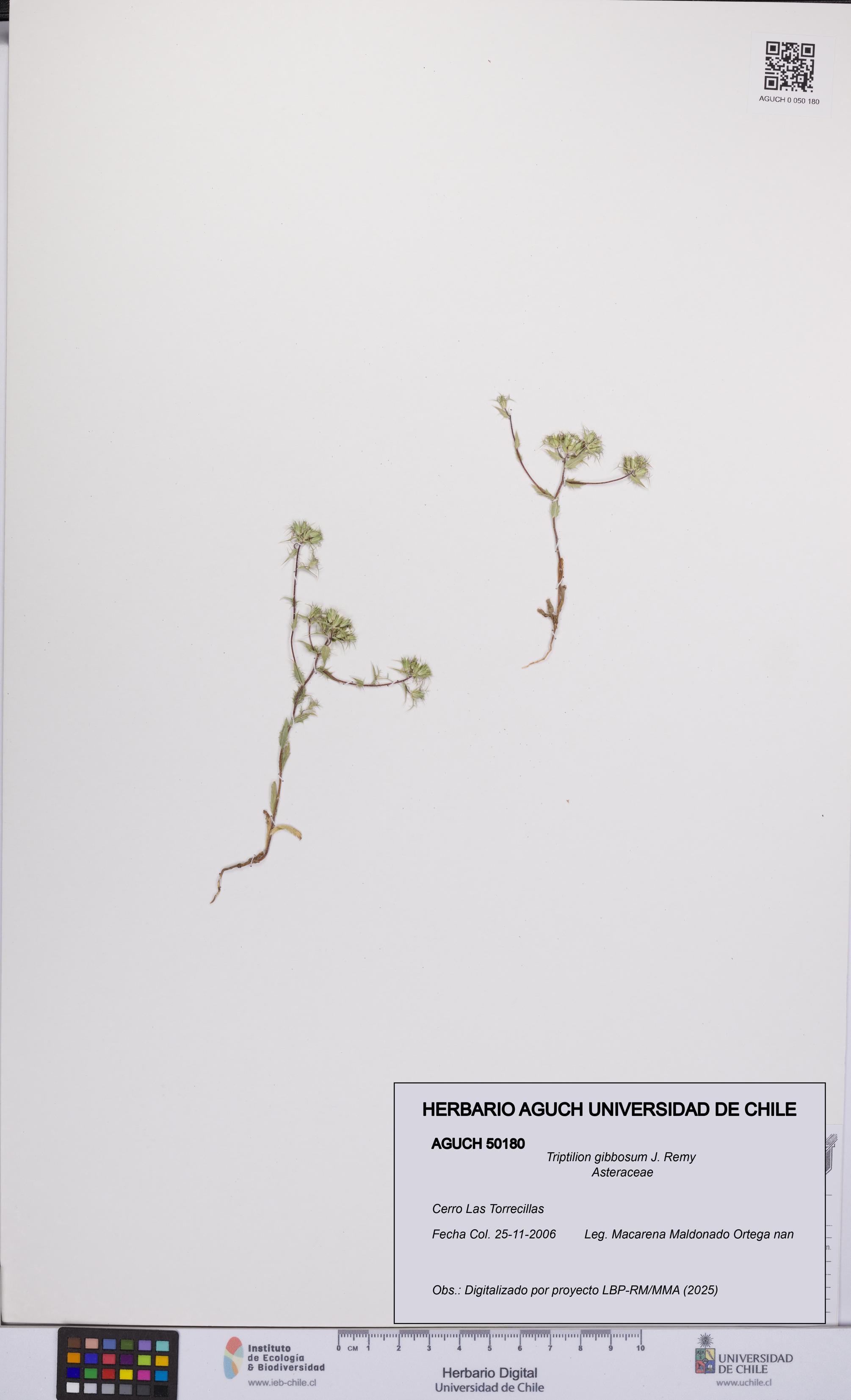 Triptilion gibbosum [Espécimen: UCH:AGUCH:0050180]