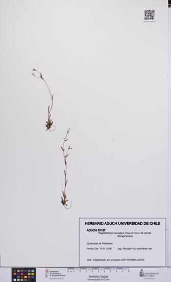 Plagiobothrys muricatus [Espécimen: ]