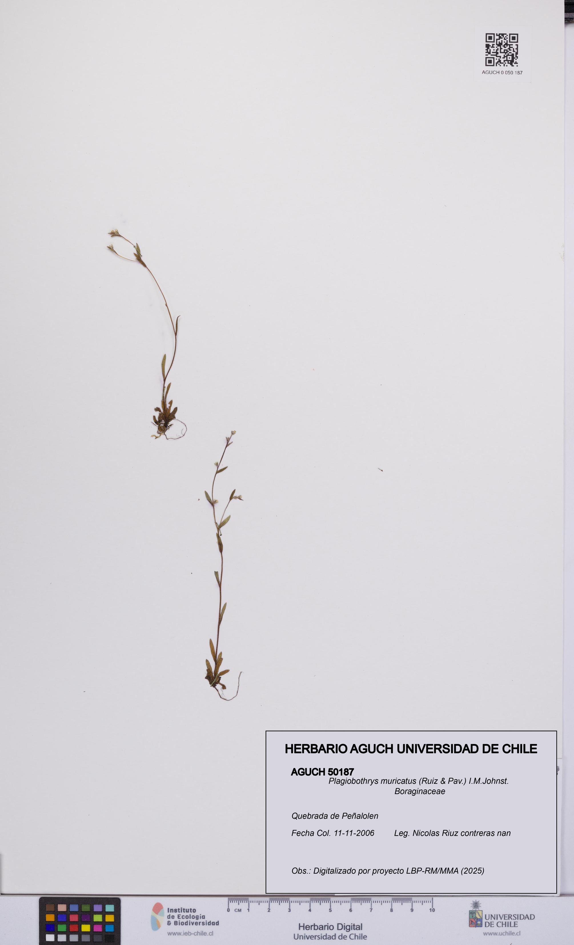Plagiobothrys muricatus [Espécimen: ]