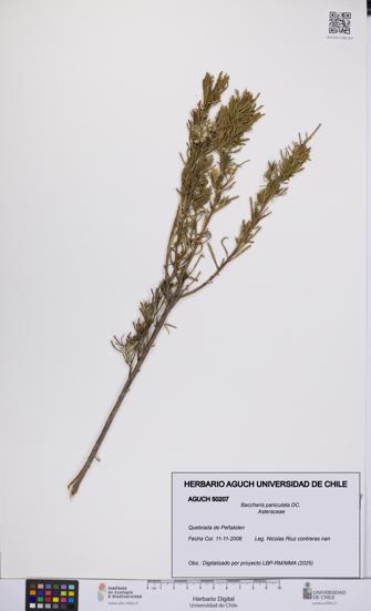 Baccharis paniculata [Espécimen: UCH:AGUCH:0050207]