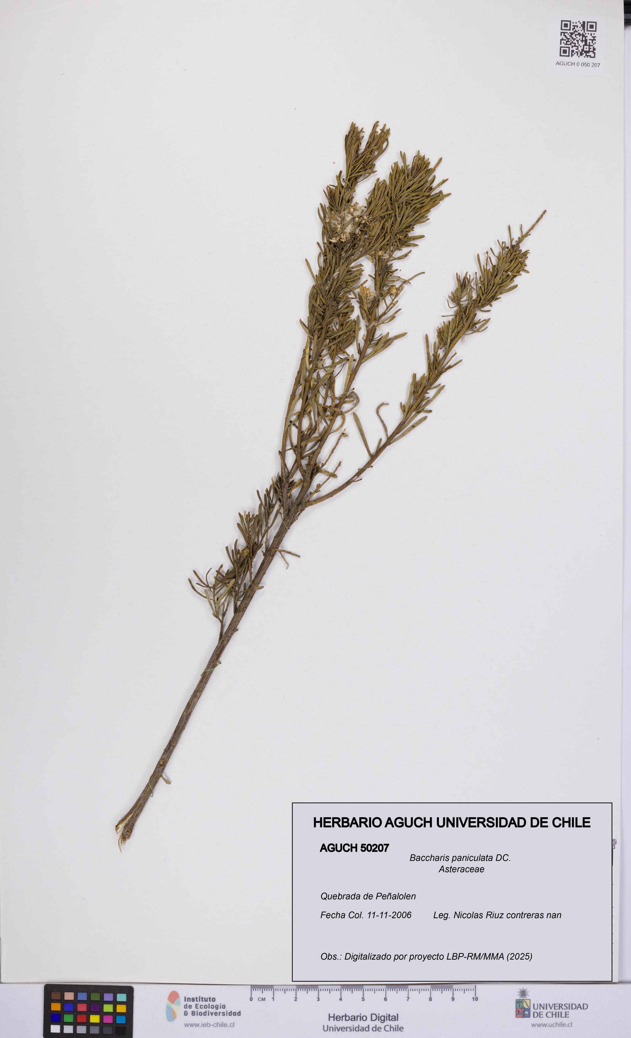 Baccharis paniculata [Espécimen: UCH:AGUCH:0050207]
