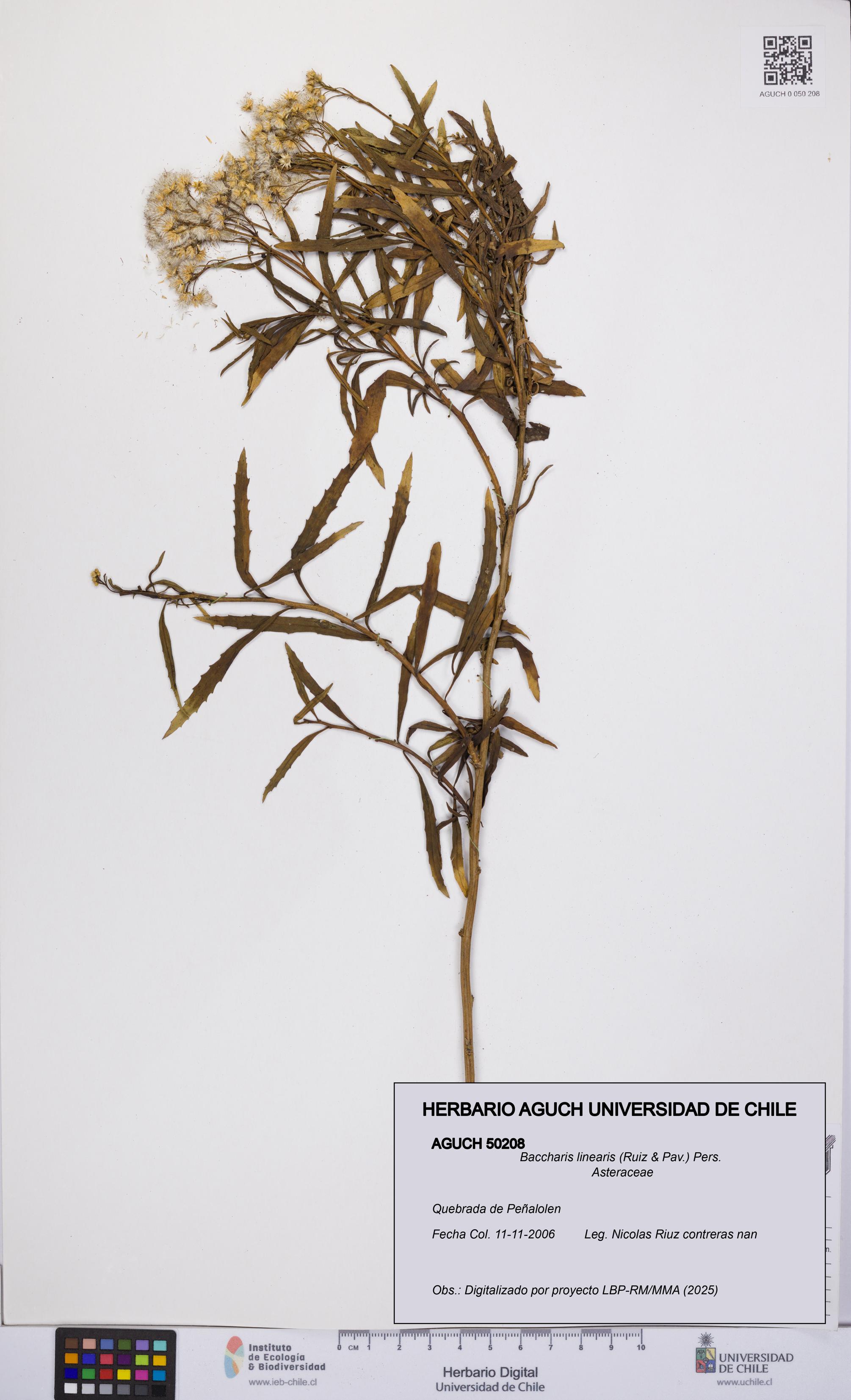 Baccharis linearis [Espécimen: UCH:AGUCH:0050208]