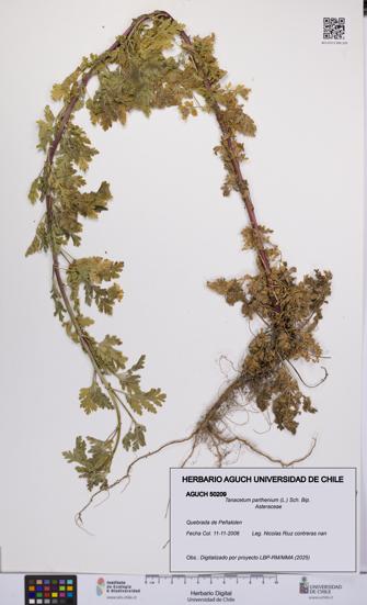 Tanacetum parthenium [Espécimen: UCH:AGUCH:0050209]