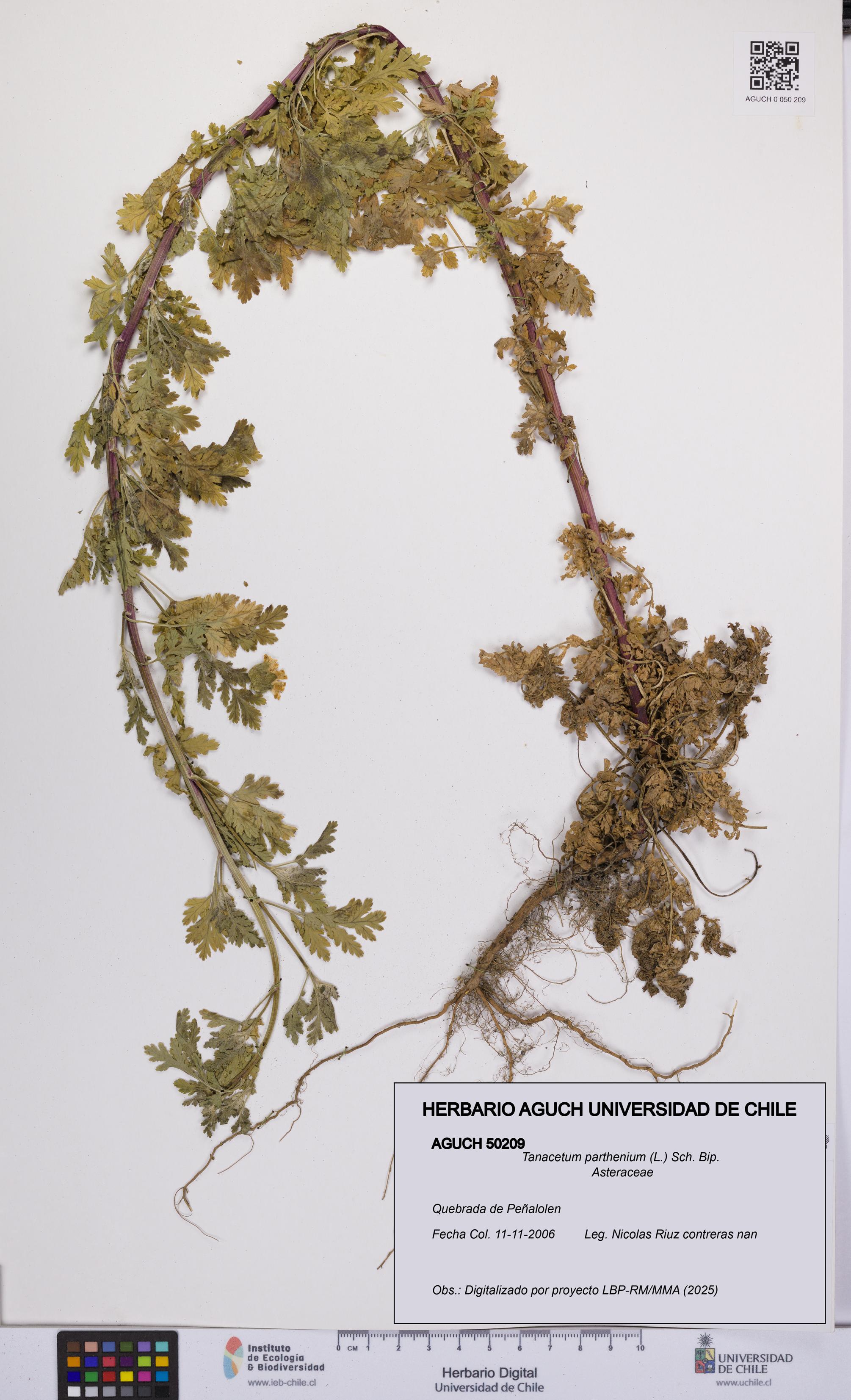 Tanacetum parthenium [Espécimen: UCH:AGUCH:0050209]