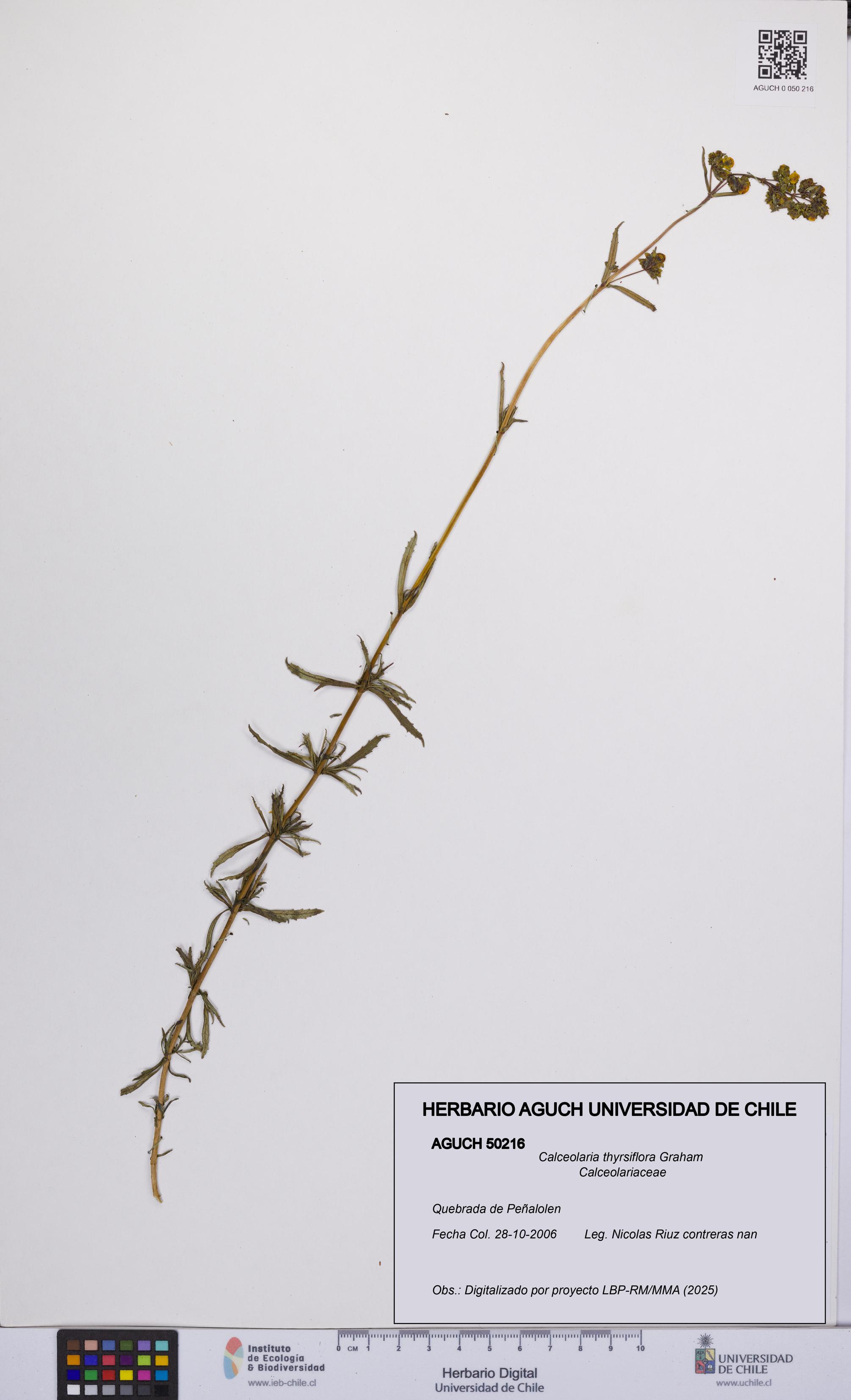 Calceolaria thyrsiflora [Espécimen: UCH:AGUCH:0050216]