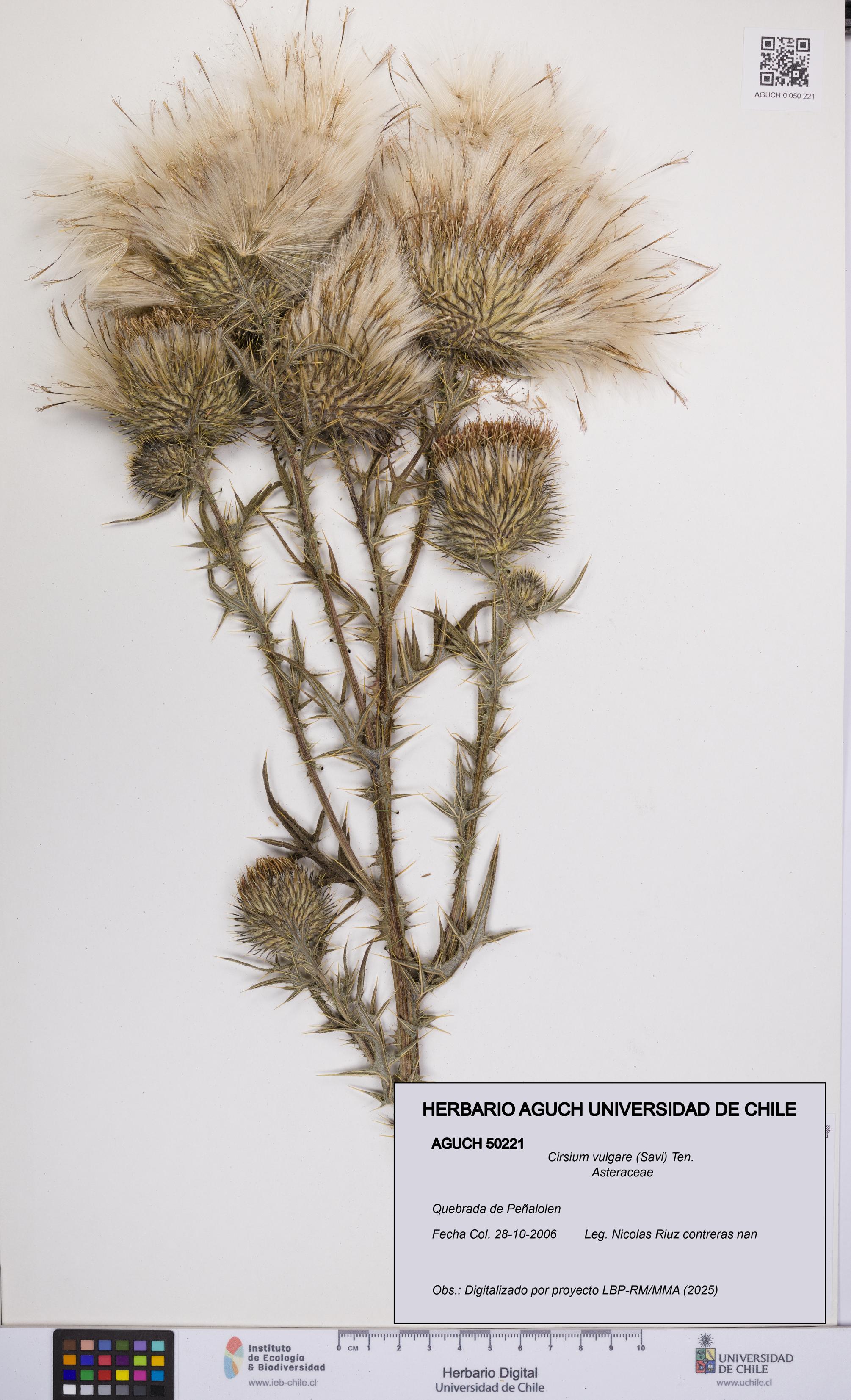 Cirsium vulgare [Espécimen: UCH:AGUCH:0050221]