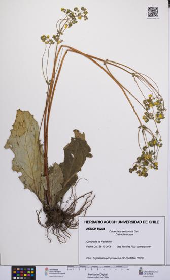 Calceolaria petioalaris [Espécimen: UCH:AGUCH:0050233]