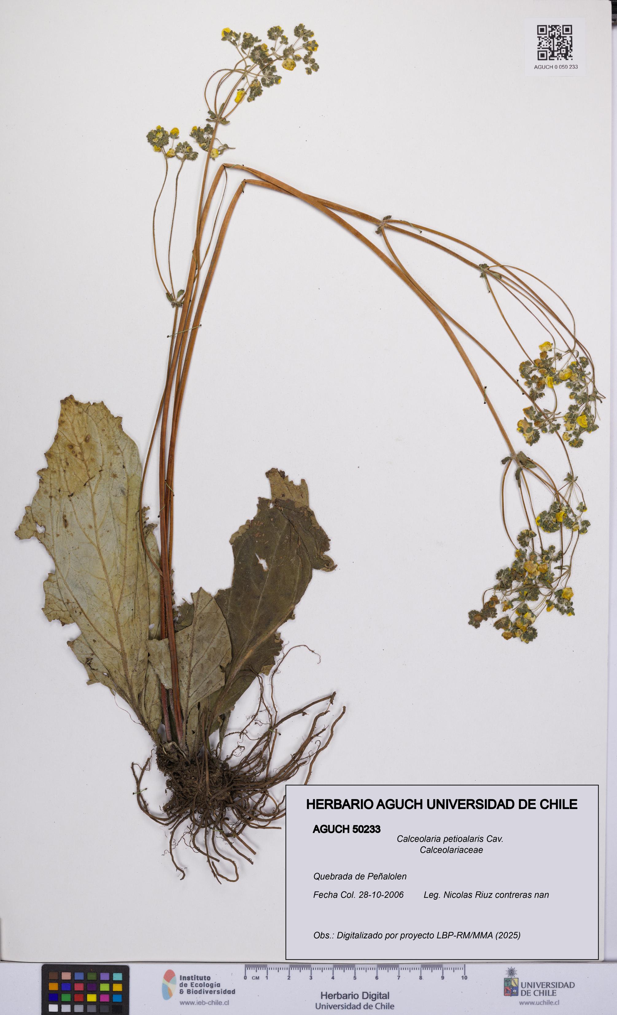 Calceolaria petioalaris [Espécimen: UCH:AGUCH:0050233]