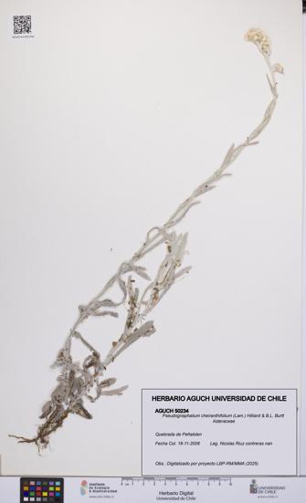 Pseudognaphalium cheiranthifolium [Espécimen: UCH:AGUCH:0050234]
