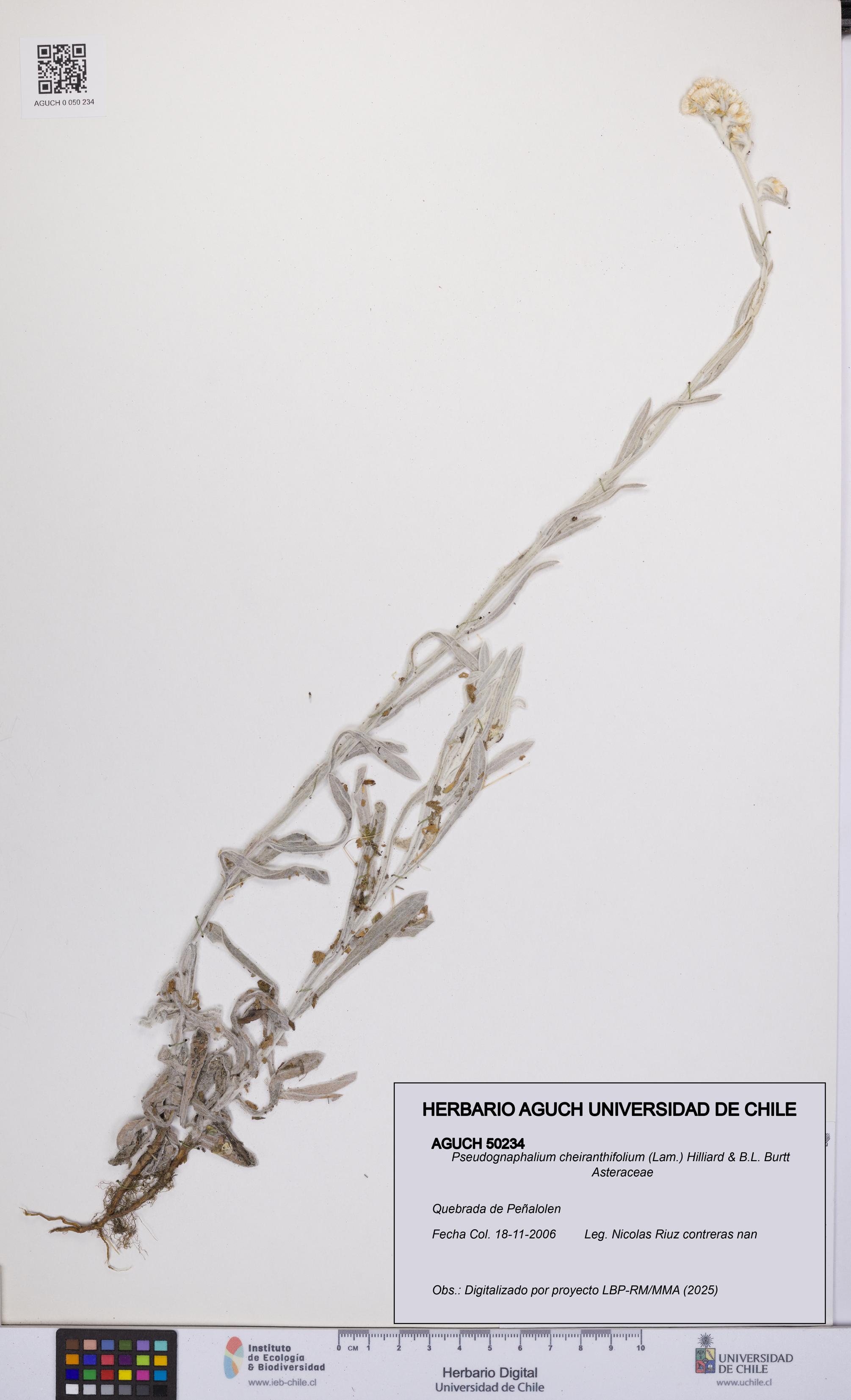 Pseudognaphalium cheiranthifolium [Espécimen: UCH:AGUCH:0050234]