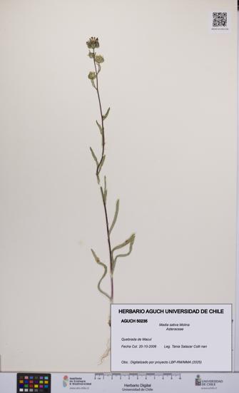 Madia sativa [Espécimen: UCH:AGUCH:0050235]