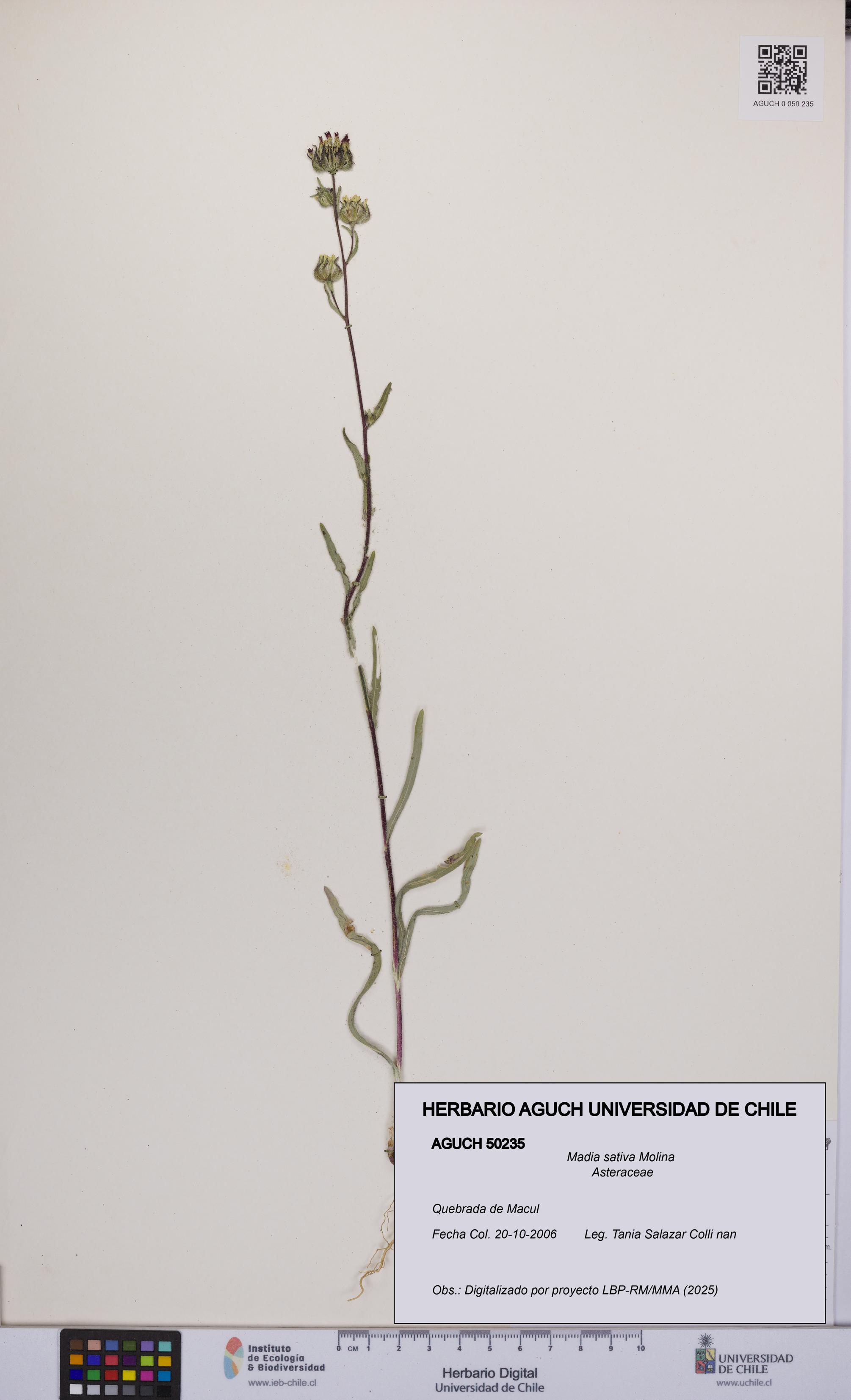 Madia sativa [Espécimen: UCH:AGUCH:0050235]