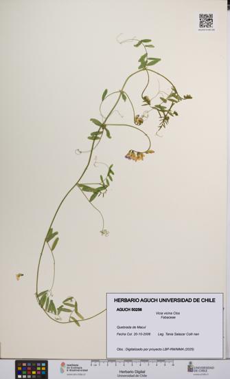Vicia vicina [Espécimen: UCH:AGUCH:0050256]
