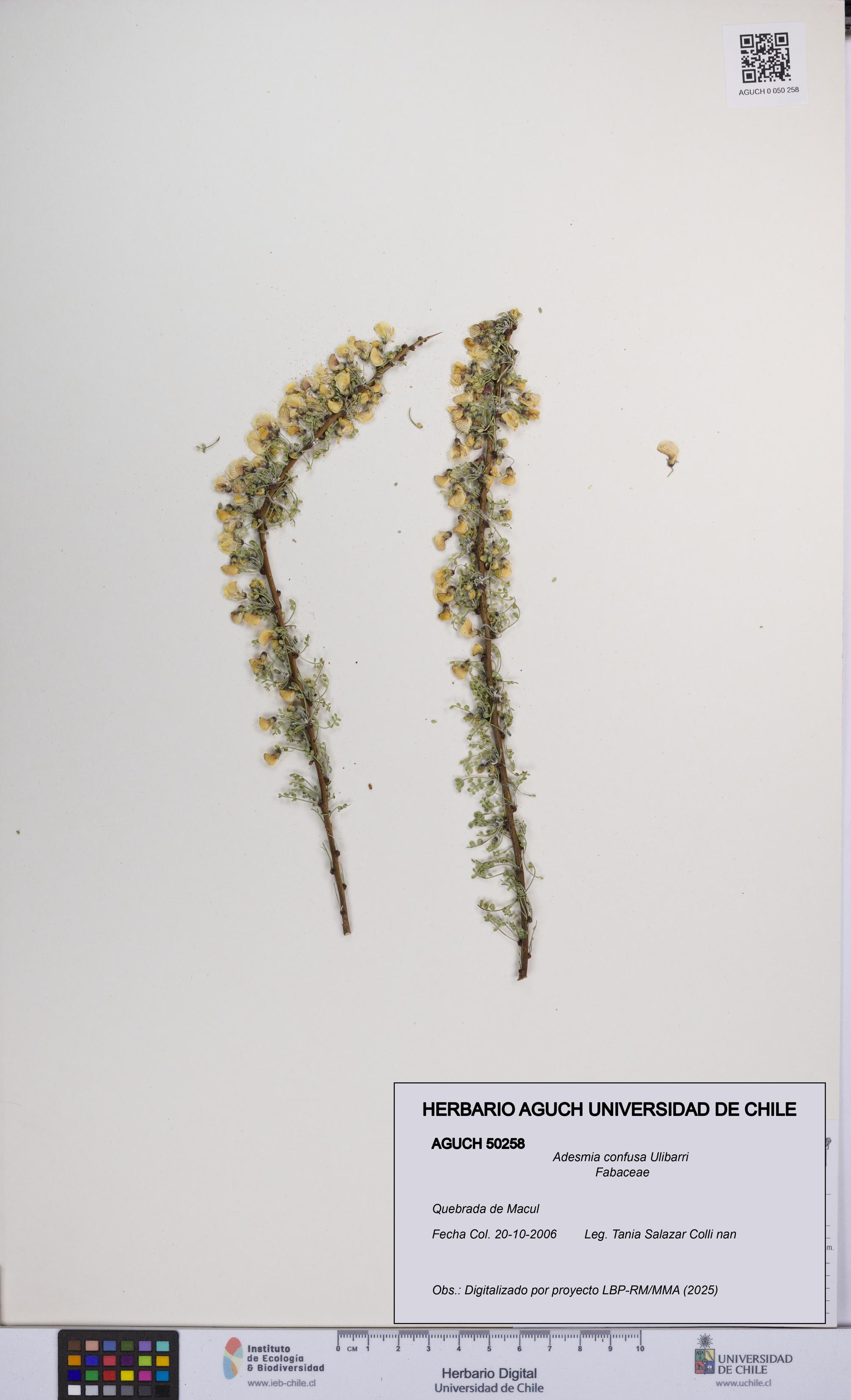 Adesmia confusa [Espécimen: UCH:AGUCH:0050258]