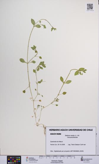Stellaria media [Espécimen: UCH:AGUCH:0050262]