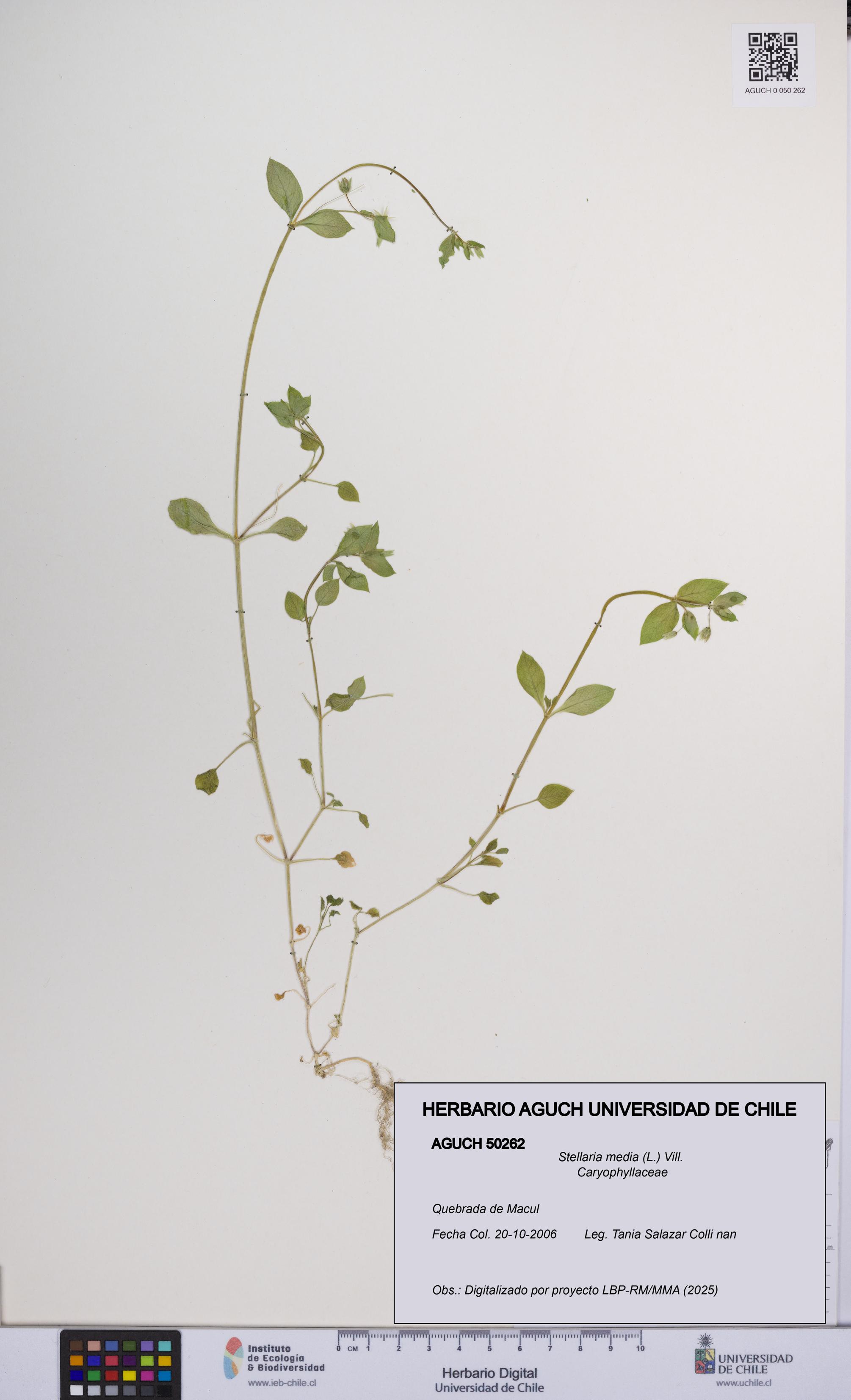 Stellaria media [Espécimen: UCH:AGUCH:0050262]