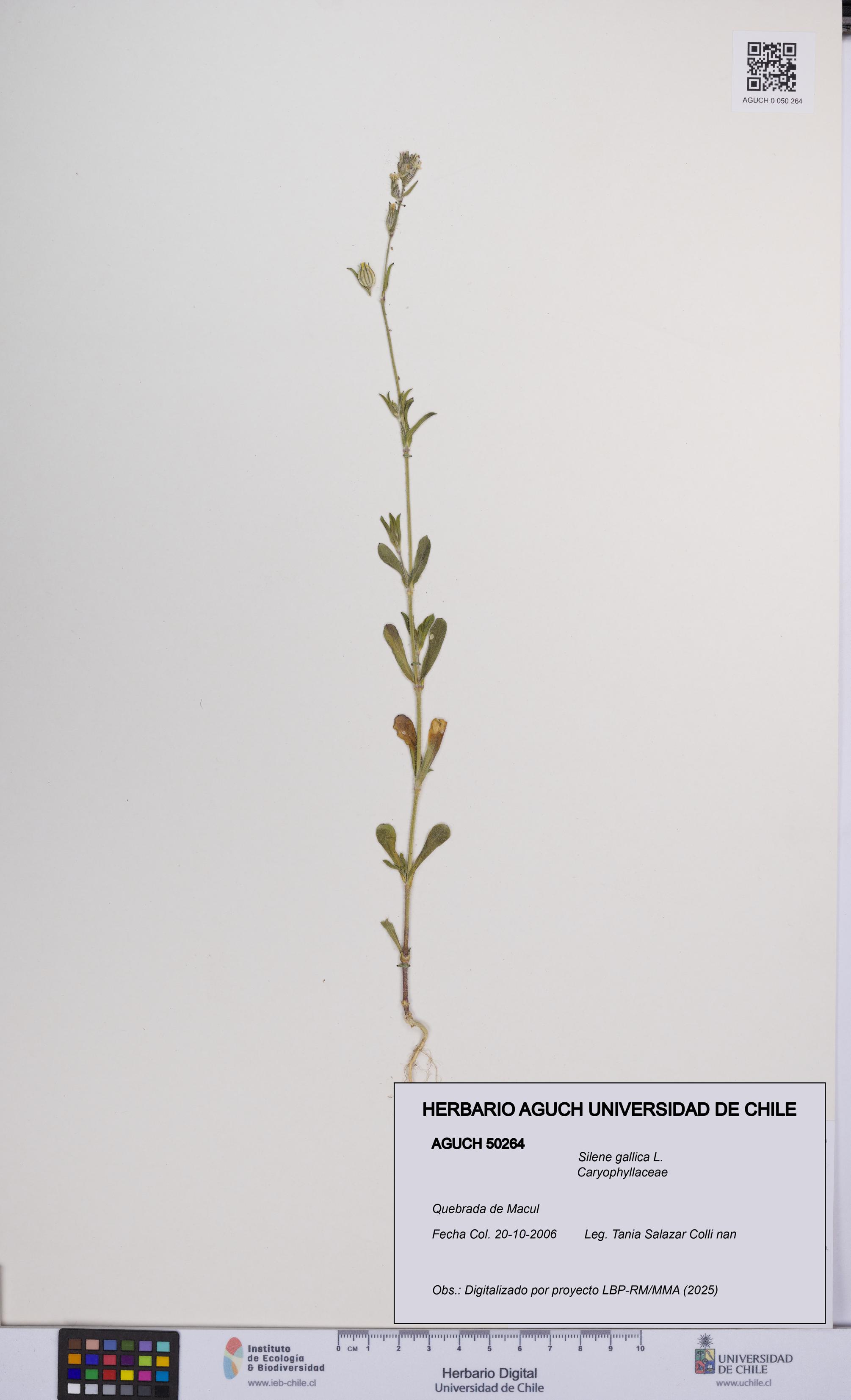 Silene gallica [Espécimen: UCH:AGUCH:0050264]