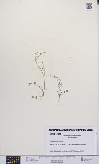 Cardamine bonariensis [Espécimen: UCH:AGUCH:0050269]