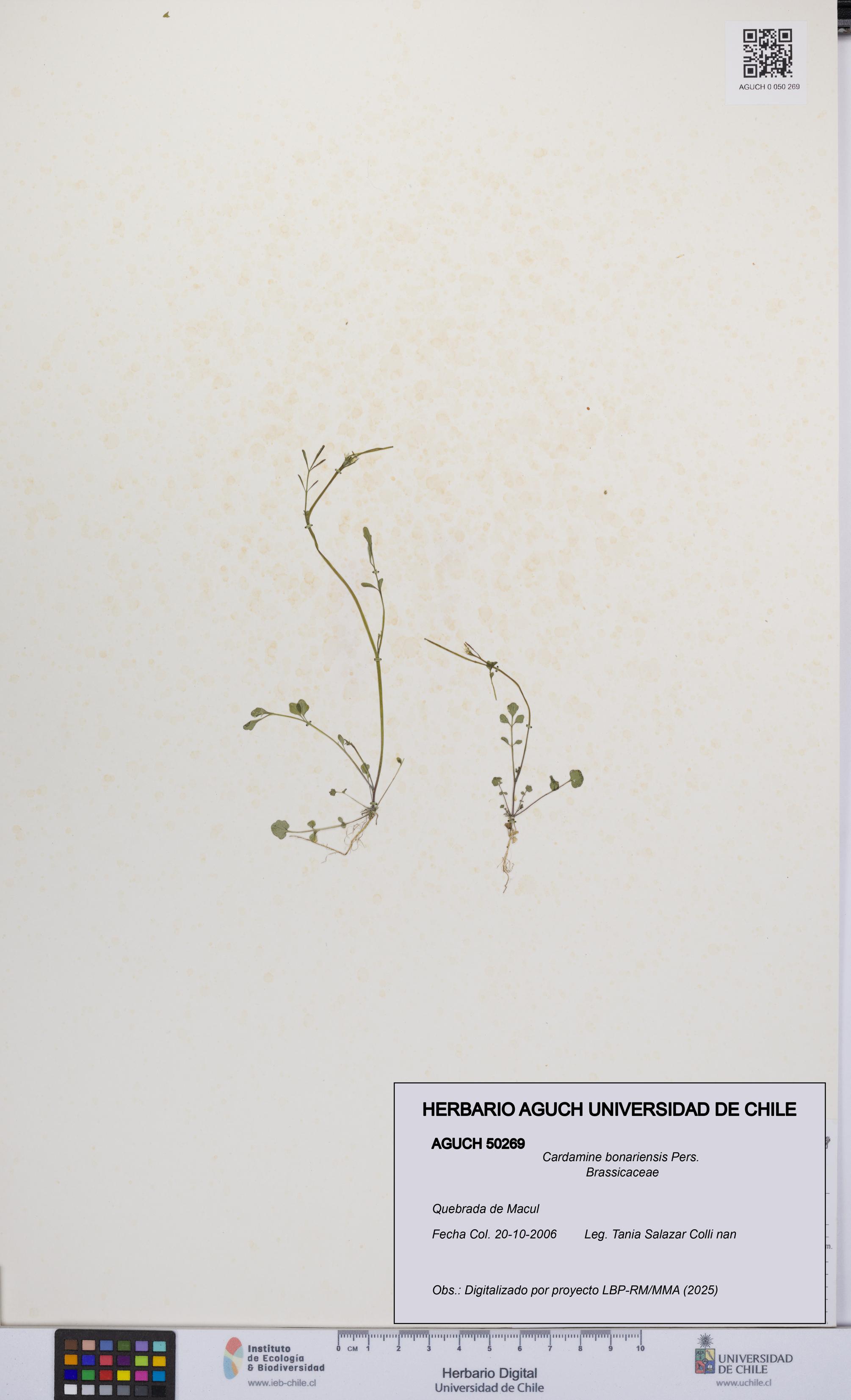 Cardamine bonariensis [Espécimen: UCH:AGUCH:0050269]