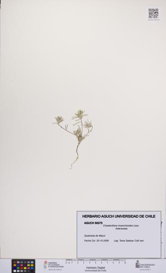 Chaetanthera moenchioides [Espécimen: UCH:AGUCH:0050273]
