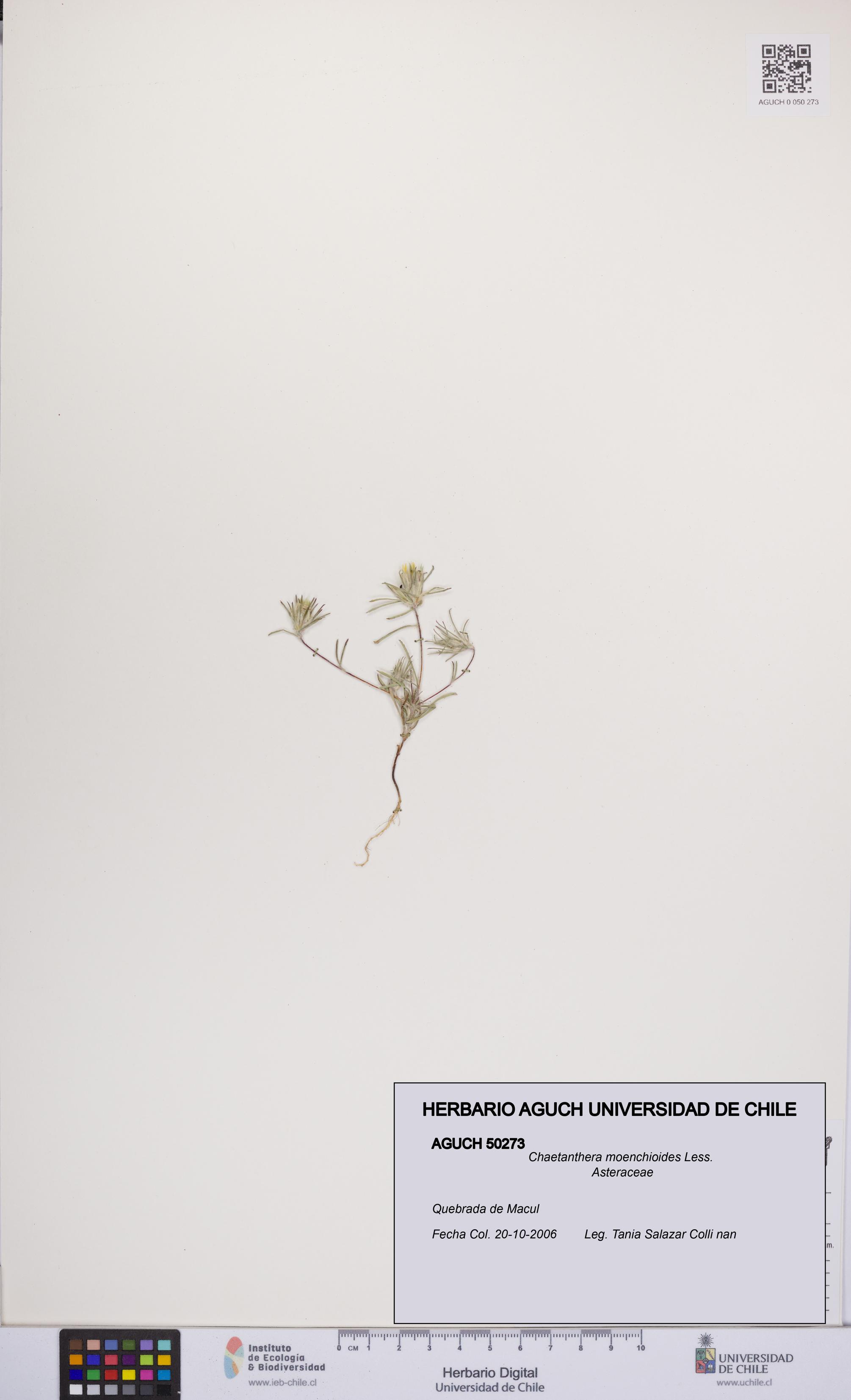Chaetanthera moenchioides [Espécimen: UCH:AGUCH:0050273]