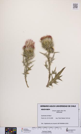 Cirsium vulgare [Espécimen: UCH:AGUCH:0050274]