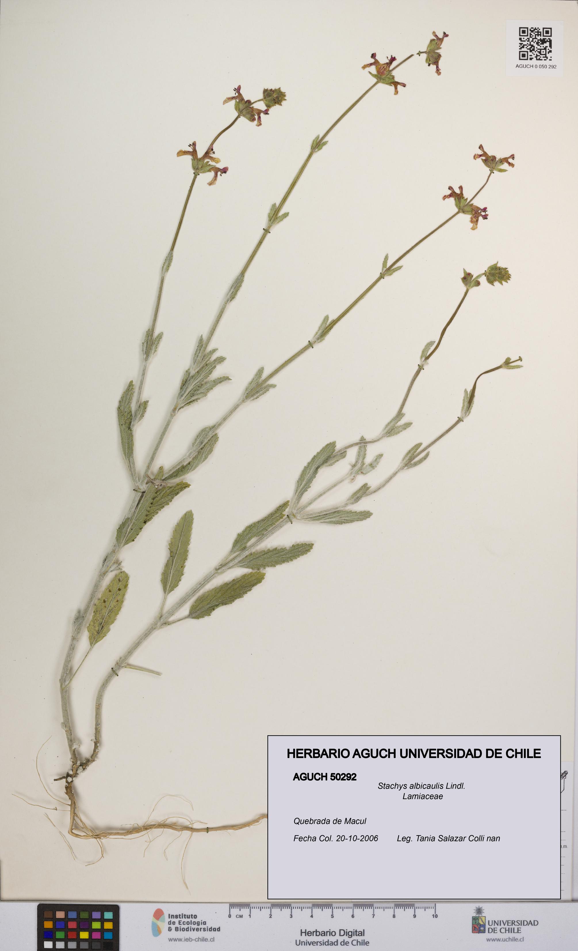Stachys albicaulis [Espécimen: UCH:AGUCH:0050292]