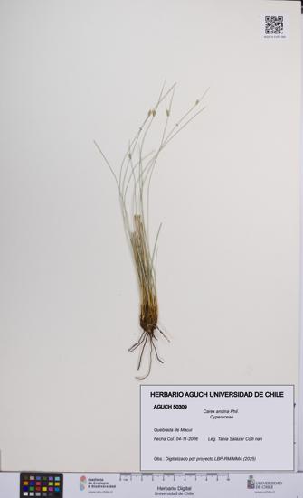 Carex andina [Espécimen: UCH:AGUCH:0050309]