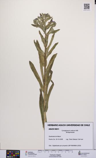 Cynoglossum creticum [Espécimen: UCH:AGUCH:0050311]