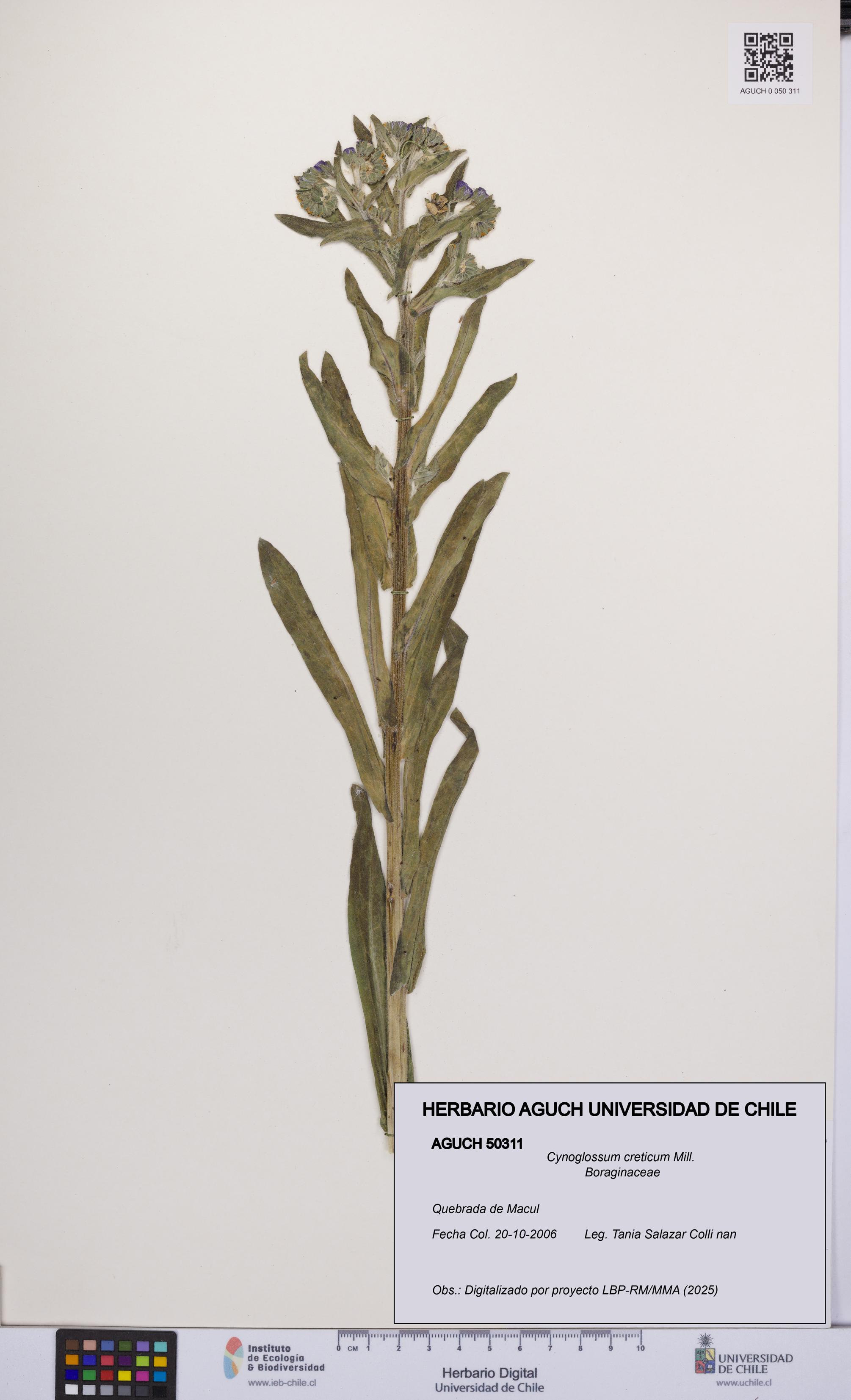 Cynoglossum creticum [Espécimen: UCH:AGUCH:0050311]