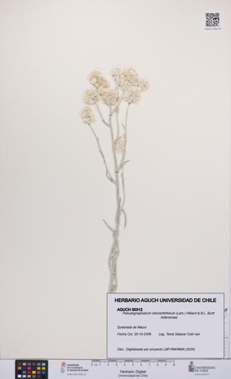 Pseudognaphalium cheiranthifolium [Espécimen: UCH:AGUCH:0050312]