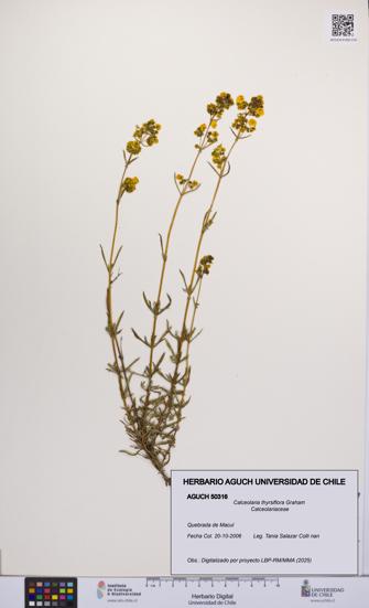 Calceolaria thyrsiflora [Espécimen: UCH:AGUCH:0050316]