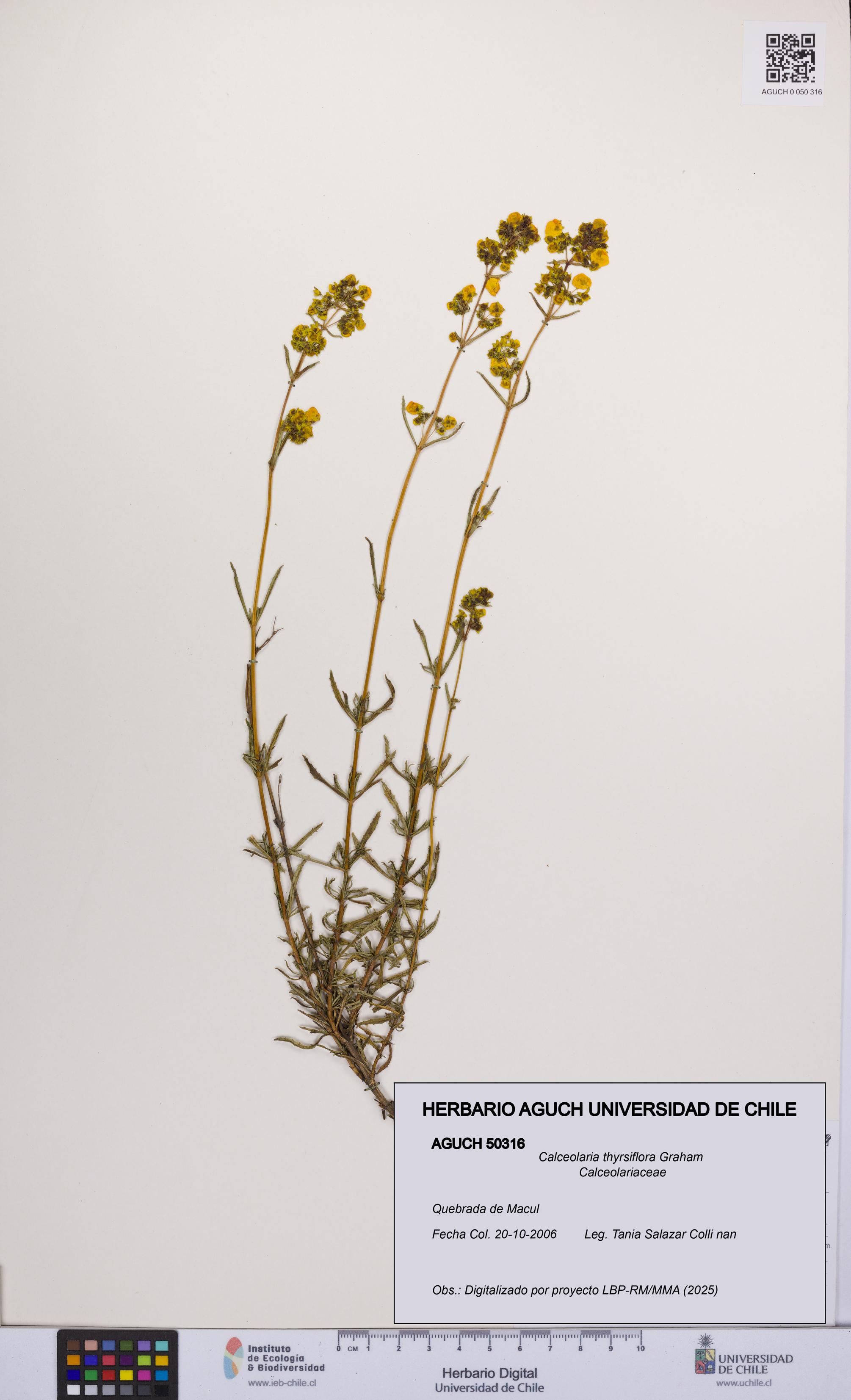 Calceolaria thyrsiflora [Espécimen: UCH:AGUCH:0050316]