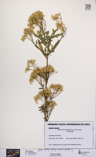 Baccharis salicifolia [Espécimen: UCH:AGUCH:0050318]