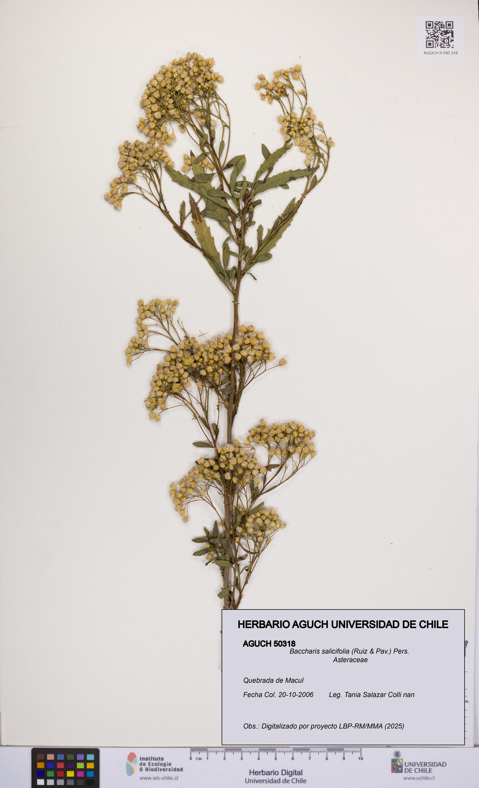 Baccharis salicifolia [Espécimen: UCH:AGUCH:0050318]