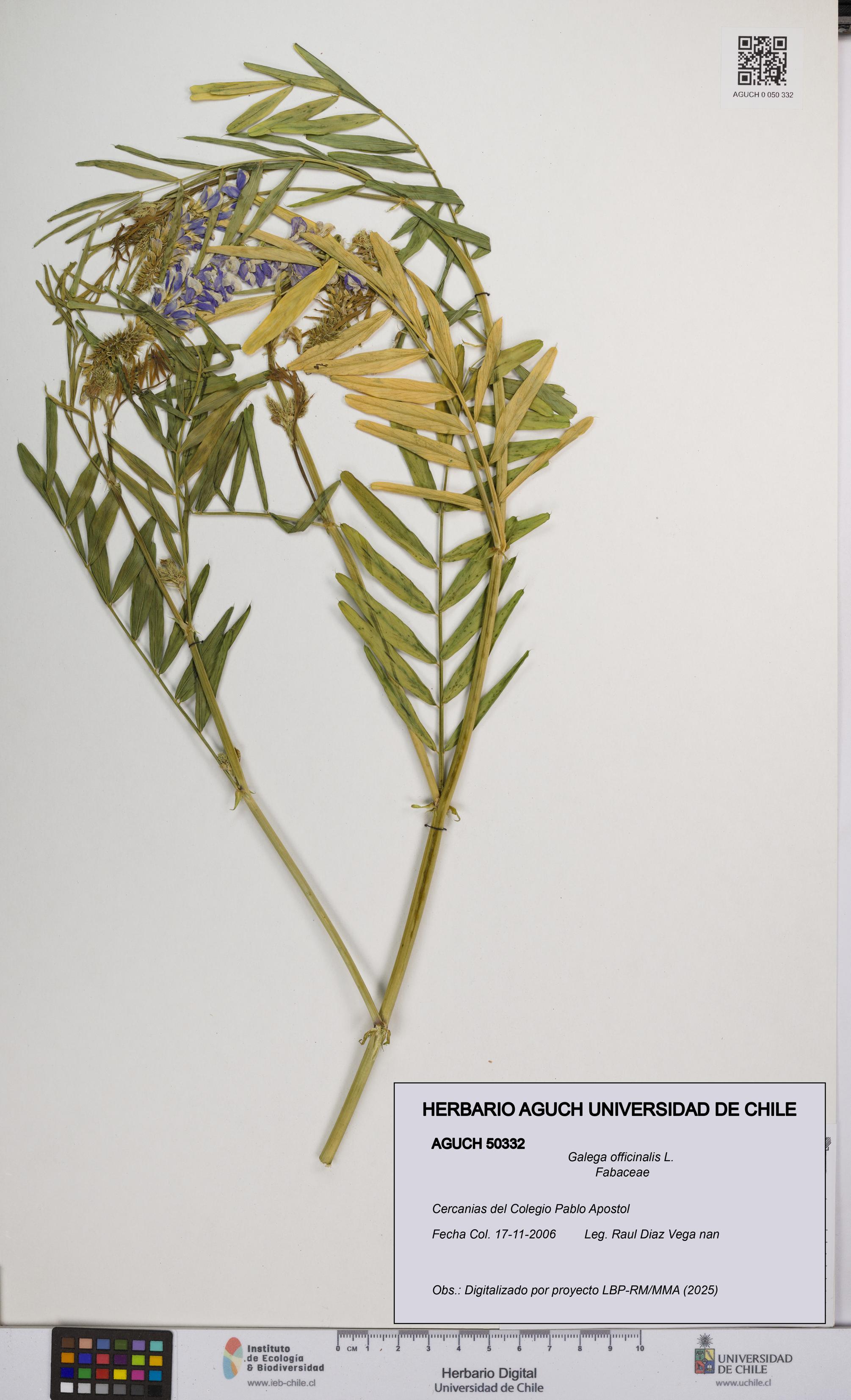 Galega officinalis [Espécimen: UCH:AGUCH:0050332]