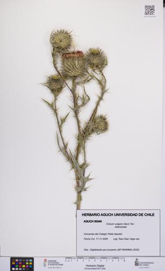 Cirsium vulgare [Espécimen: UCH:AGUCH:0050340]