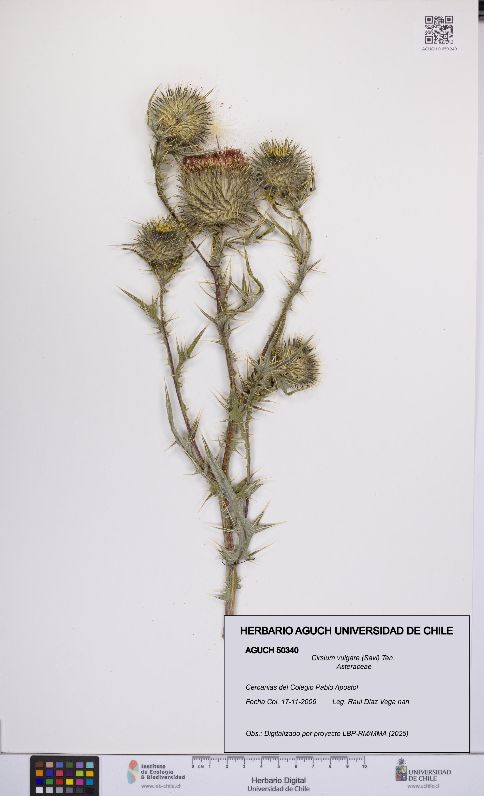 Cirsium vulgare [Espécimen: UCH:AGUCH:0050340]