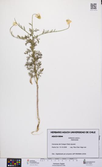 Anthemis cotula [Espécimen: UCH:AGUCH:0050344]