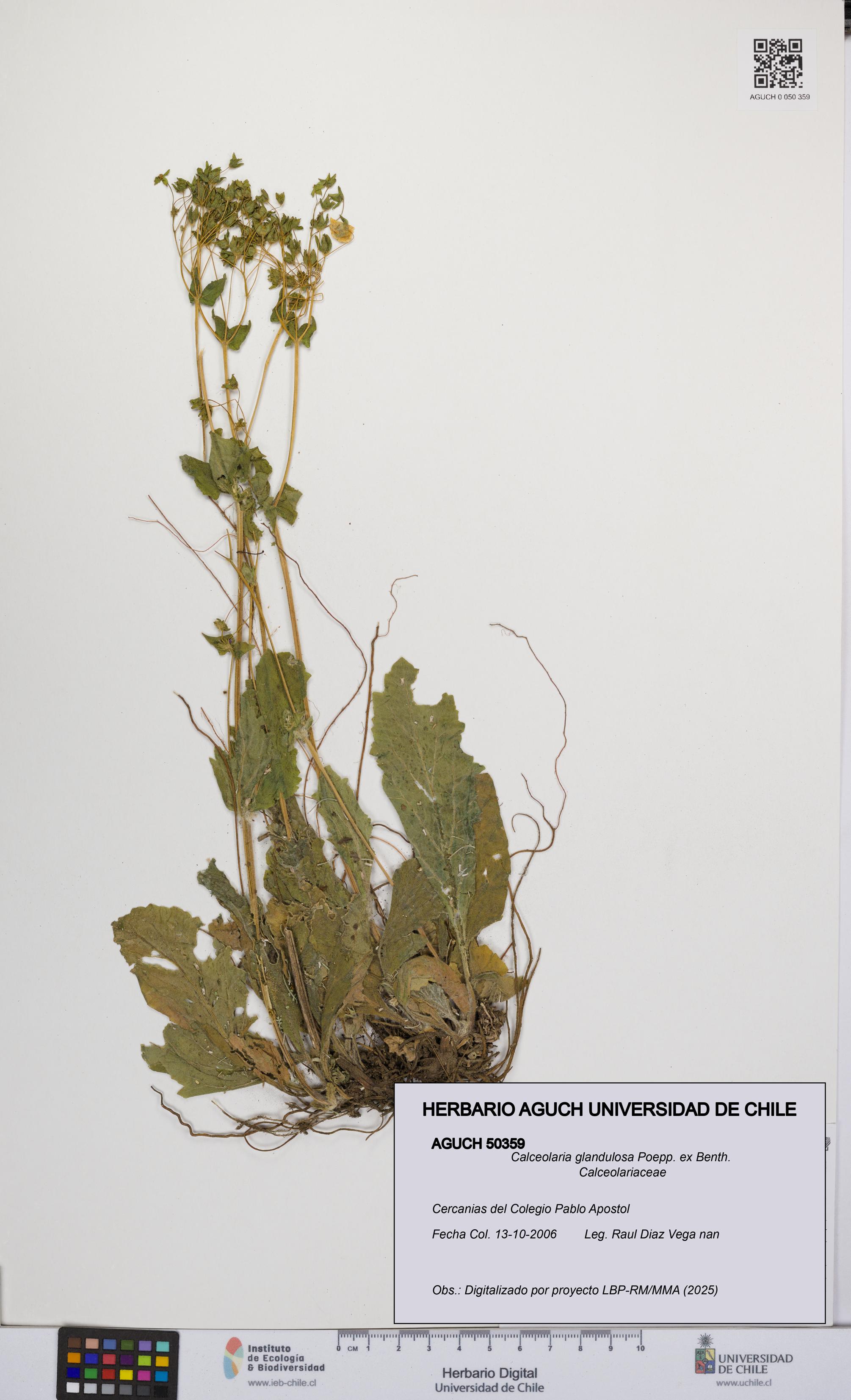 Calceolaria glandulosa [Espécimen: UCH:AGUCH:0050359]