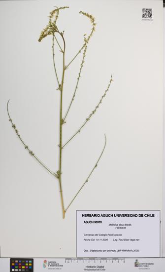 Melilotus albus [Espécimen: UCH:AGUCH:0050370]
