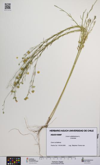 Linum usitatissimum [Espécimen: UCH:AGUCH:0050387]